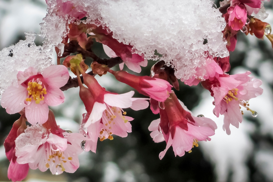 Okame Cherry in Snow